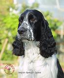 English Springer Spaniel 8M13D-11